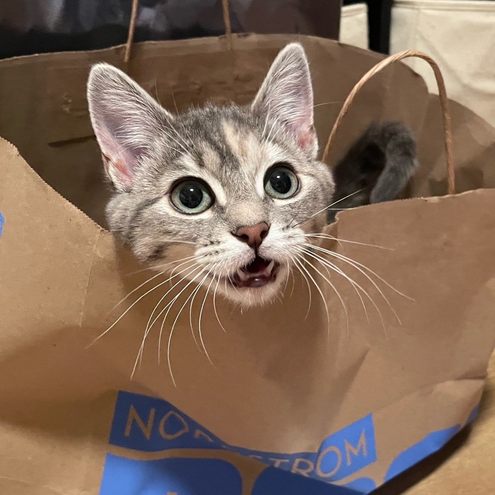 Meet your Posher, Ali